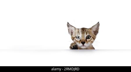 Vue de la tête d'un chaton de chat F5 Savannah à pois bruns mignons, regardant par-dessus le bord. regarder vers la caméra. isolé sur fond blanc. Banque D'Images