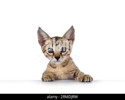 Plan de tête d'un chaton chat F5 Savannah marron mignon à pois, regardant au-dessus avec les pattes avant sur le bord. en regardant vers la caméra. isolé sur fond blanc. Banque D'Images