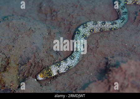 Flocon de neige Moray Eel, Echidna nebulosa, natation libre, site de plongée Batu Niti, Seraya, Karangasem, Bali, Indonésie Banque D'Images