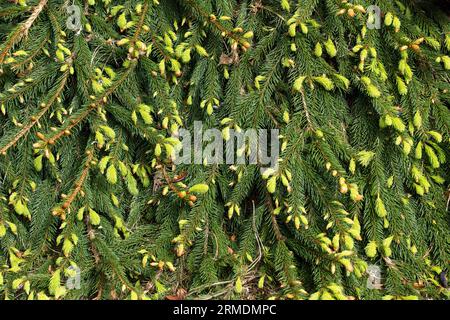 Picea abies reflexa ou Weeping Norway Spruce fond vert naturel au printemps, plante avec des feuillages pleurants ou en cascade dans la famille des Pinaceae. Banque D'Images