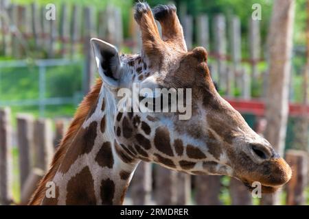 Girafe, Blair Drummond Safari Park Banque D'Images