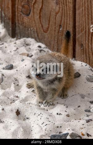 Jeune surikat dans le parc safari Blair Drummond Banque D'Images