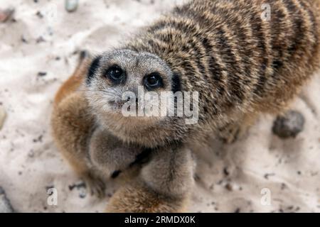 Jeune surikat dans le parc safari Blair Drummond Banque D'Images