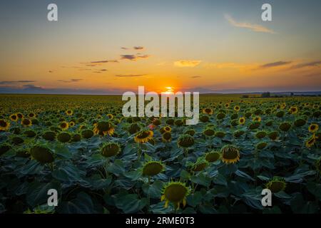 Une plaine extrêmement belle pleine de tournesols. Un coucher de soleil magique. Banque D'Images