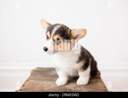 Adorable petit chiot corgi gallois tricolore assis avec la tête inclinée Banque D'Images