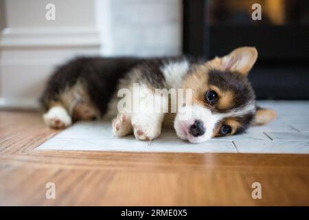 Petit chiot corgi tricolore mignon reposant sur le foyer près de la cheminée à l'intérieur Banque D'Images