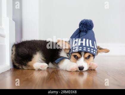 Chiot Corgi allongé avec chapeau chapeau mignon chapeau d'hiver sur Banque D'Images