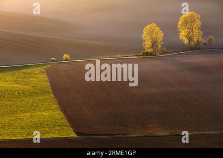 Arbres dans les champs, Turiec, région nord de la Slovaquie. Banque D'Images