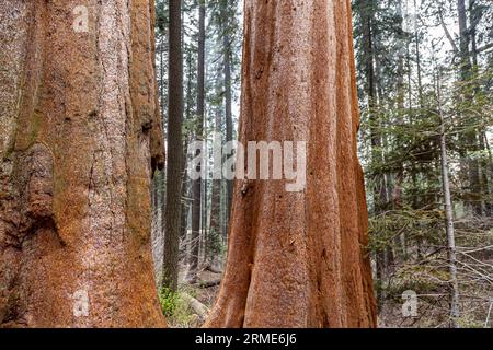 Sequoia redwood Tree Bark texture arrière-plan. Mousse de lichen sur l'écorce de tronc de Sequoia belle texture d'écorce de vieux séquoia. Incroyable forêt verte de séquoia. Parcs nationaux et régionaux de Redwood. Banque D'Images