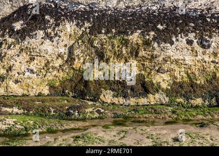 White Rocks falaise path, Portstewart Strand, (plage), Portstewart, Comté de Londonderry, Irlande du Nord, Royaume-Uni Banque D'Images