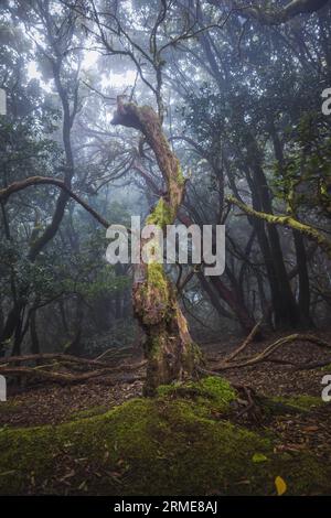 Arbres dans la mystérieuse forêt brumeuse. Anaga à Tenerife, Espagne Banque D'Images