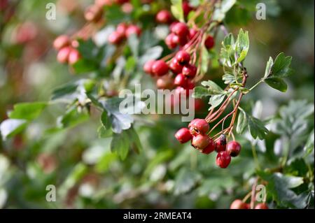 Hawthorn Berries, Foots Cray Meadows nature Reserve, Sidcup, Kent, Royaume-Uni Banque D'Images