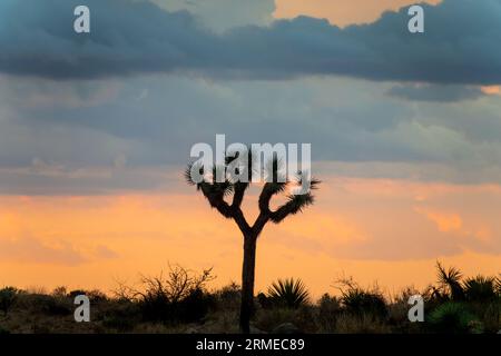 Silhouette d'un arbre de Joshua au coucher du soleil dans le parc national de Joshua Tree, Californie Banque D'Images