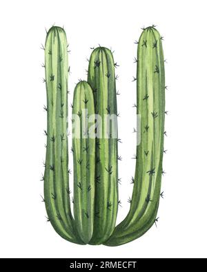 Watrcolor illustration réaliste de cactus dessinée à la main. Cactus géant mexicain botanique isolé sur blanc Banque D'Images