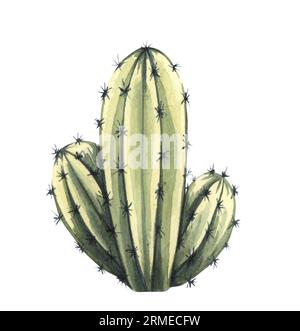 Watrcolor illustration réaliste de cactus dessinée à la main. Echinocereus triglochidiatus botanique isolé sur blanc Banque D'Images