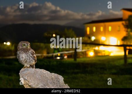 Little Owl (Athene noctua), juvénile perché sur un rocher avec un bâtiment en arrière-plan, Campanie, Italie Banque D'Images