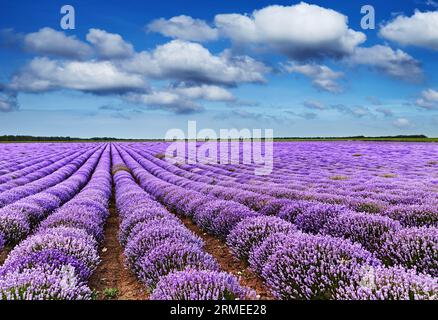 Paysage avec champ de lavande et ciel bleu Banque D'Images