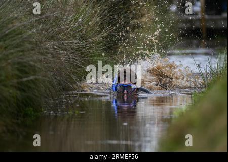 Dimanche 27 août 2023, Llanwrtyd Wells, Mid Wales les Championnats du monde annuels de snorkelling à Llanwrtyd Wells dans le Mid Wales, qui voit les participants essayer de fixer le meilleur temps le long de la tourbière Waen Rhydd à la périphérie de la ville. Banque D'Images