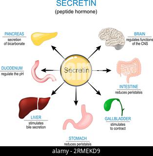 Sécrétine. Hormones peptidiques gastro-intestinales. Appareil digestif humain. Système endocrinien. Illustration vectorielle Illustration de Vecteur