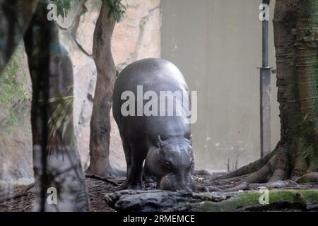 l'hippotame pygmée ressemble à une petite version d'un hippotame Banque D'Images