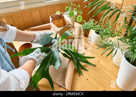 Femme rempotant la fougère Staghorn (Platycerium bifurcatum), prenant soin des plantes et des fleurs de maison. Jardinage à domicile. Banque D'Images