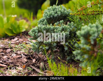 Juniperus squamata, conifère, plante à feuilles persistantes, arbuste ornemental dans l'habitat naturel en gros plan, contre d'autres plantes Banque D'Images