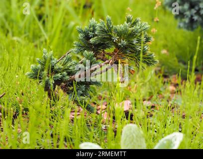 Pinus mugo Turra, pin de montagne, cheval noir, variété de pin de montagne nain dans l'habitat naturel, jeune pousse torsadée, sur un fond flou gros plan Banque D'Images