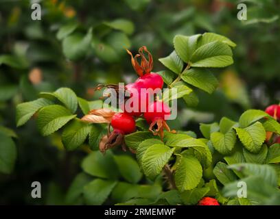 Rosa Canina dans un environnement naturel, mûrissement des hanches roses rouges sur un fond de feuilles vertes, gros plan, arbuste de la famille des roses, plante médicinale, herba Banque D'Images