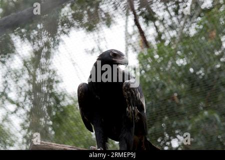 L'aigle à queue en coin est de couleur marron-noir foncé. Le bec de l'aigle à queue de Wedge est de la crème pâle. Banque D'Images
