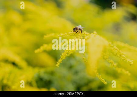 Vierkirchen, Deutschland. 18 août 2023. Une guêpe sur fleurs jaunes, prise dans un jardin à Vierkirchen, le 18 août 2023. Crédit : dpa/Alamy Live News Banque D'Images