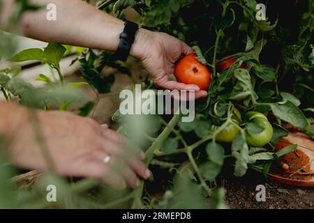 Vierkirchen, Deutschland. 18 août 2023. Image symbolique sur le thème du jardinage : une femme récolte des tomates mûres dans une serre à Vierkirchen, le 18 août 2023. Crédit : dpa/Alamy Live News Banque D'Images