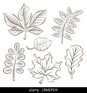 Collection de feuilles d'automne dans le style d'art de ligne. Contour, ensemble d'esquisses. Dessin de chêne, érable, feuille de châtaignier. Illustration vectorielle isolée sur fond blanc Illustration de Vecteur