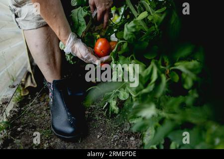 Vierkirchen, Deutschland. 18 août 2023. Image symbolique sur le thème du jardinage : une femme récolte des tomates mûres dans une serre à Vierkirchen, le 18 août 2023. Crédit : dpa/Alamy Live News Banque D'Images