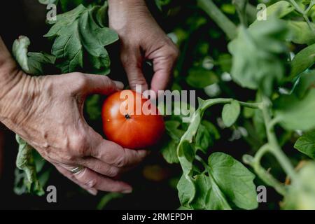 Vierkirchen, Deutschland. 18 août 2023. Image symbolique sur le thème du jardinage : une femme récolte des tomates mûres dans une serre à Vierkirchen, le 18 août 2023. Crédit : dpa/Alamy Live News Banque D'Images