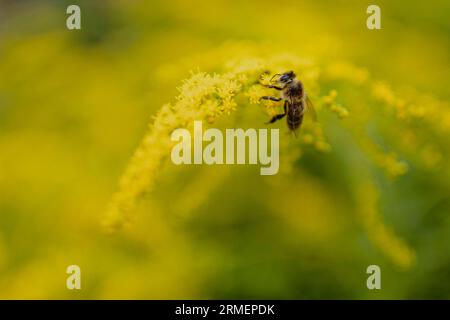 Vierkirchen, Deutschland. 18 août 2023. Une guêpe sur fleurs jaunes, prise dans un jardin à Vierkirchen, le 18 août 2023. Crédit : dpa/Alamy Live News Banque D'Images