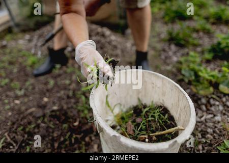 Vierkirchen, Deutschland. 18 août 2023. Image symbolique sur le thème du jardinage : une femme désherbe un lit dans un jardin à Vierkirchen, 18 août 2023. Crédit : dpa/Alamy Live News Banque D'Images