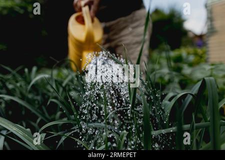 Vierkirchen, Deutschland. 18 août 2023. Image symbolique sur le thème du jardinage : une femme arrose les plantes avec un arrosoir dans le jardin de Vierkirchen, le 18 août 2023. Crédit : dpa/Alamy Live News Banque D'Images