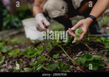 Vierkirchen, Deutschland. 18 août 2023. Image symbolique sur le thème du jardinage : une femme désherbe un lit dans un jardin à Vierkirchen, 18 août 2023. Crédit : dpa/Alamy Live News Banque D'Images