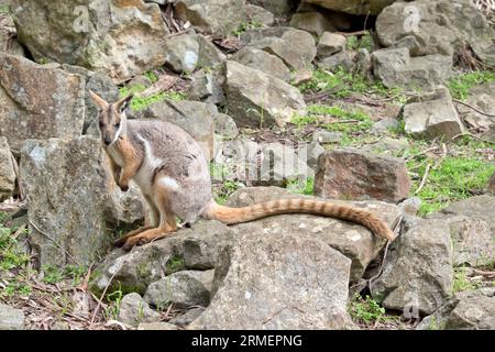 le wallaby rocheux à pieds jaunes grimpe sur la colline rocheuse Banque D'Images