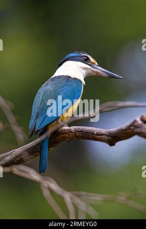 martin-pêcheur sacré mâle, Todiramphus sanctus, sur fond de bois doux de feuillage vert. Victoria, Australie. Banque D'Images