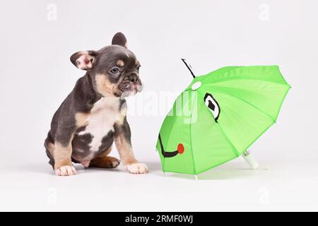 Bleu Havane chien Bulldog chiot avec drôle parapluie grenouille Banque D'Images