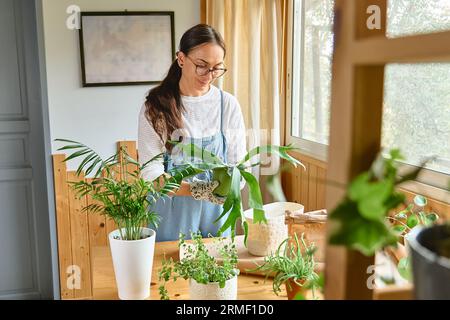 Femme rempotant la fougère Staghorn (Platycerium bifurcatum), prenant soin des plantes et des fleurs de maison. Jardinage à domicile. Banque D'Images