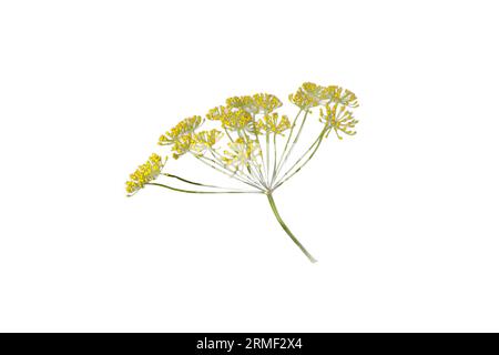 Dill parapluie fleur plante Dill, isolé sur png blanc ou invisible Banque D'Images