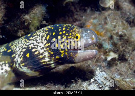 Moray flocon de neige (Echidna nebulosa). Rinca, Indonésie. Banque D'Images