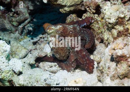 Poulpe de jour (Octopus cyanea). Egypte, Mer Rouge. Banque D'Images