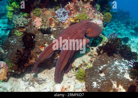 Poulpe de jour (Octopus cyanea) nageant sur le récif corallien. Indonésie. Banque D'Images