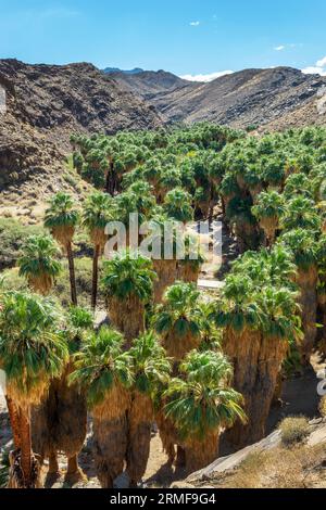 Washingtonia filiferas, palmiers de Californie d'origine dans les canyons indiens, Palm Springs Banque D'Images