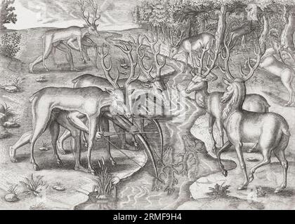 Les Amérindiens chassent le cerf. Les chasseurs indigènes sont dissimulés sous des peaux de cerfs qui leur permettent de se rapprocher de leurs proies. Après une œuvre de Theodor de Bry à la fin du 16e siècle. Banque D'Images