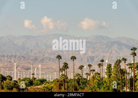 Palmiers et perturbations du vent sur la montagne à Palm Springs, Coachella Valley, Califormia Banque D'Images