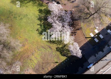 Vue aérienne d'un parc pittoresque rempli de cerisiers en fleurs vibrants, ajoutant une atmosphère colorée et tranquille Banque D'Images
